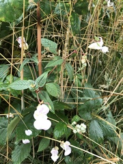 Impatiens