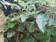 Pipturus arborescens