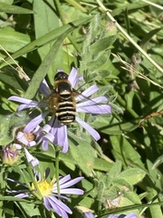 Bombyliidae