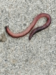 Lumbricus terrestris