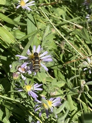 Bombyliidae