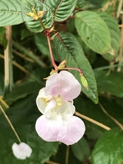 Impatiens