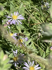 Bombyliidae