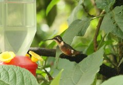 Chaetocercus mulsant