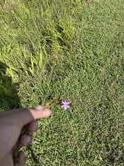Verbena xutha
