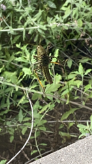 Melanoplus differentialis