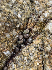 Littorina