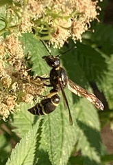 Ancistrocerus antilope