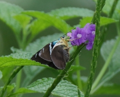 Astraptes fulgerator