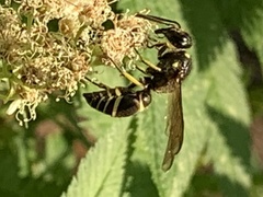 Ancistrocerus antilope