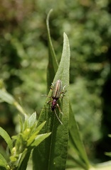 Chrysanthia geniculata