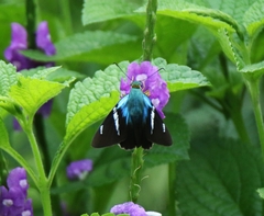 Astraptes fulgerator