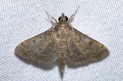 Herpetogramma phaeopteralis