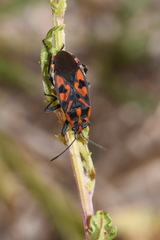 Spilostethus saxatilis