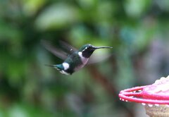 Chaetocercus mulsant