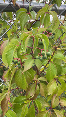 Parthenocissus inserta