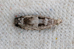 Epinotia ramella