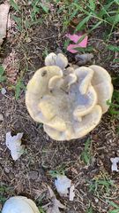 Bondarzewia berkeleyi