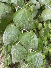 Vitis mustangensis