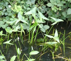 Sagittaria sagittifolia