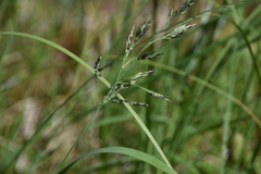 Deschampsia