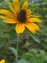 Rudbeckia
