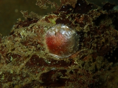 Anomia ephippium