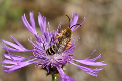 Halictus scabiosae