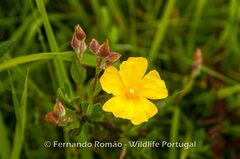 Cistus lasianthus alyssoides