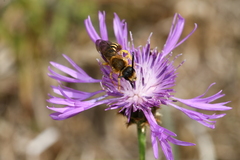 Halictus scabiosae
