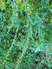 Teucrium canadense