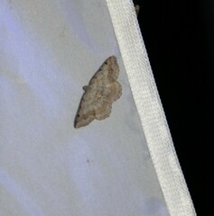 Digrammia ocellinata