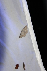 Digrammia ocellinata