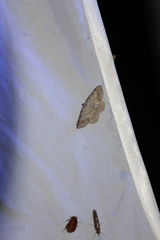 Digrammia ocellinata