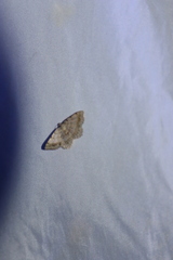 Digrammia ocellinata