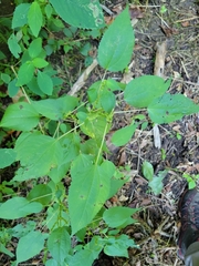 Boehmeria cylindrica