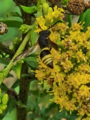 Ancistrocerus gazella