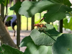 Polistes dorsalis