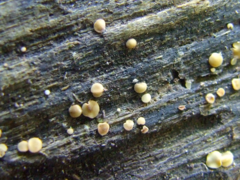Calycina