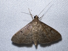 Herpetogramma phaeopteralis