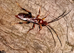 Ichneumonidae