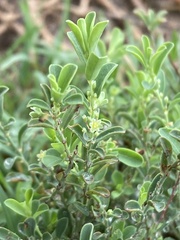 Phyllanthus polygonoides