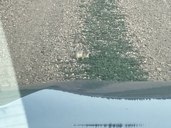 Urocitellus richardsonii