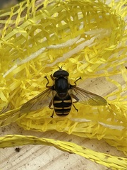 Sericomyia silentis