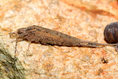 Meinertellidae