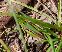 Omocestus viridulus