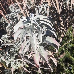 Salvia apiana