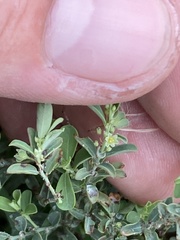 Phyllanthus polygonoides