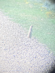 Urocitellus richardsonii