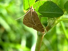 Achyra rantalis